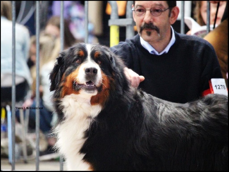 Hohe du Haras de la Vergne - Classe ouverte : EXC