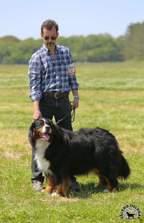 Hohe du Haras de la Vergne - TB (Très Bon)