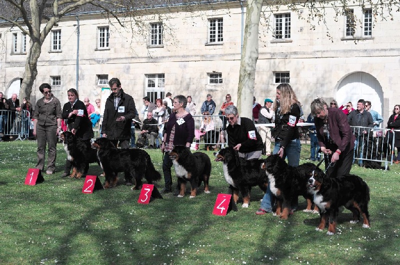 Hohe du Haras de la Vergne - JEUNE 13 Mois 2e EXCELLENT