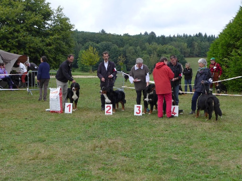 Hohe du Haras de la Vergne - JEUNE 2e EXCELLENT