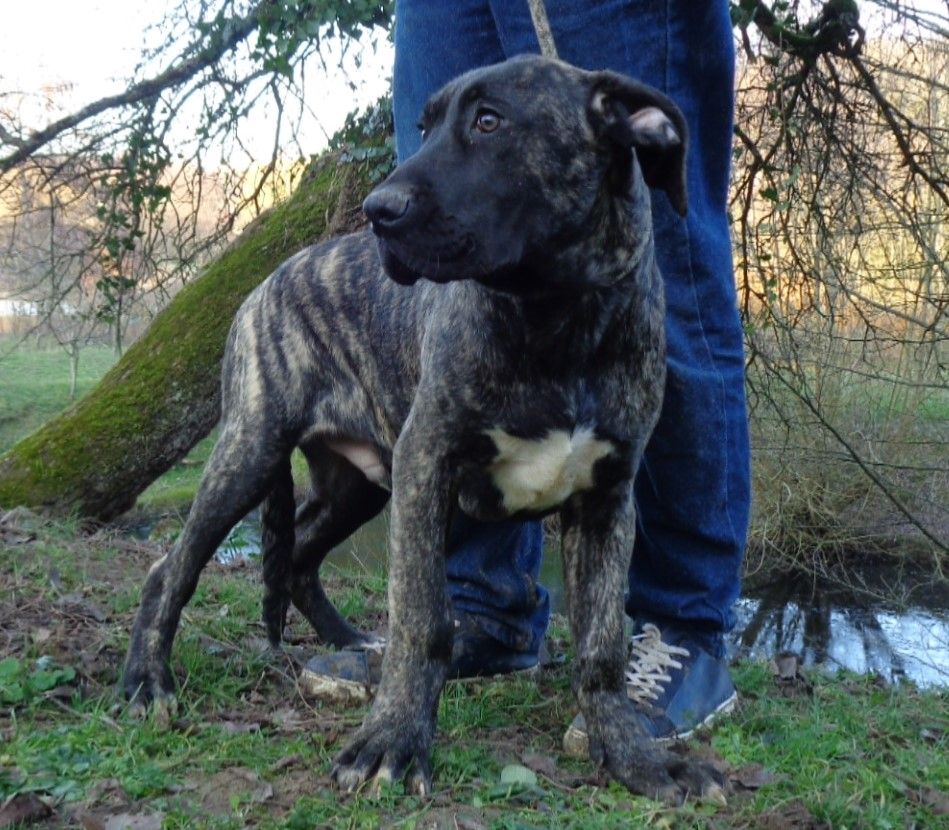 Chiot Dogo Canario, mâle disponible en CentreVal de Loire