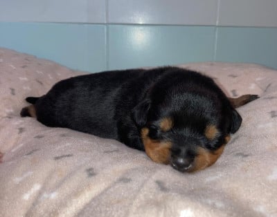 Les chiots de Rottweiler
