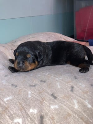 Les chiots de Rottweiler