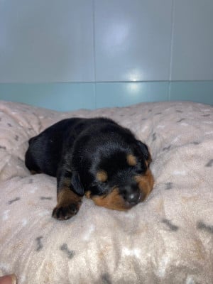 Les chiots de Rottweiler