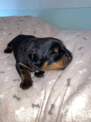 Les chiots de Rottweiler
