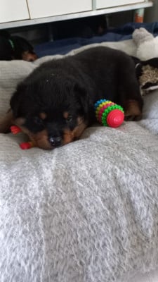 Les chiots de Rottweiler
