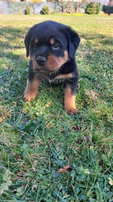 Les chiots de Rottweiler