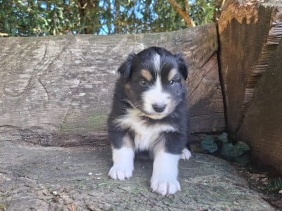 Les chiots de Berger Australien