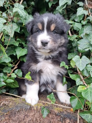 Les chiots de Berger Australien