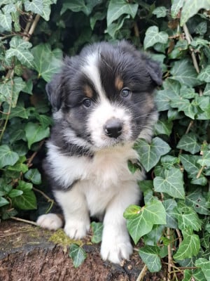 Les chiots de Berger Australien