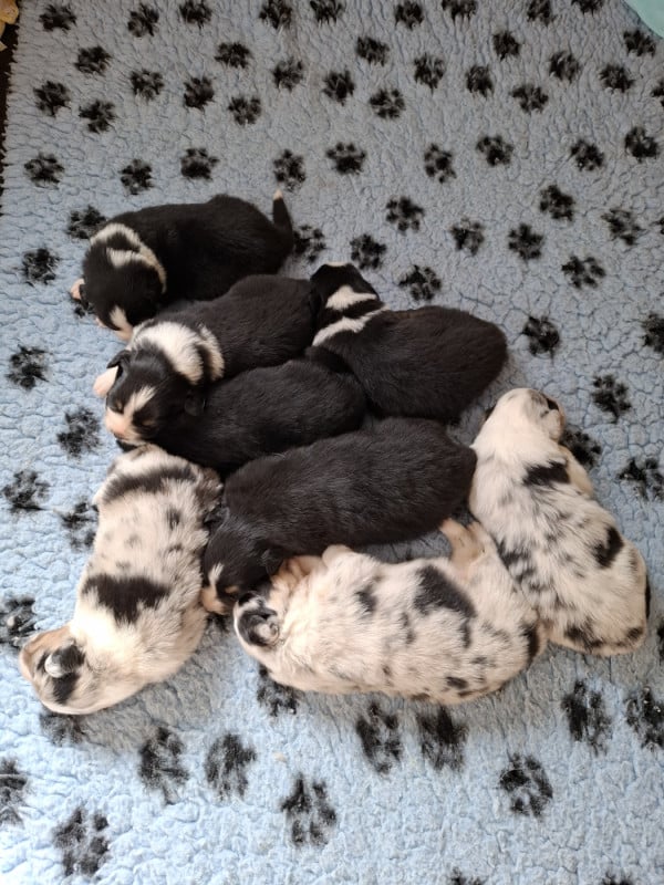 Berger Australien - De La Plaine Du Grand Ried