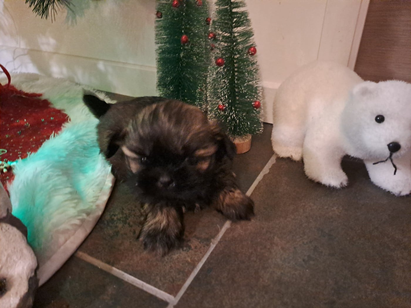 Shih Tzu - Domaine le Pin Franc