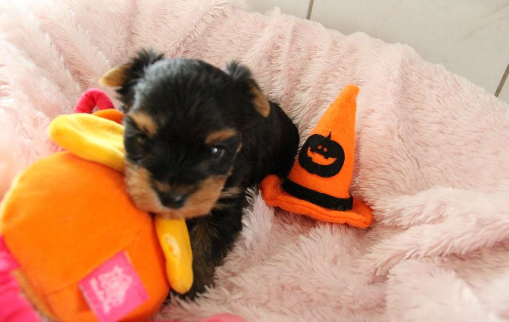 Domaine le Pin Franc - Yorkshire Terrier - Portée née le 17/09/2018