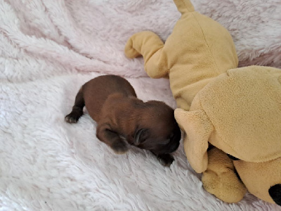 Les chiots de Shih Tzu