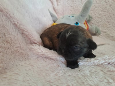 Les chiots de Shih Tzu