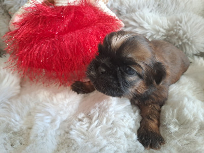 Les chiots de Shih Tzu