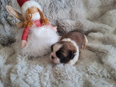 Les chiots de Shih Tzu