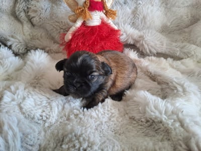 Les chiots de Shih Tzu