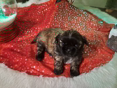 Les chiots de Shih Tzu