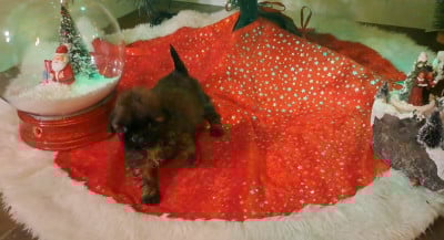 Les chiots de Shih Tzu