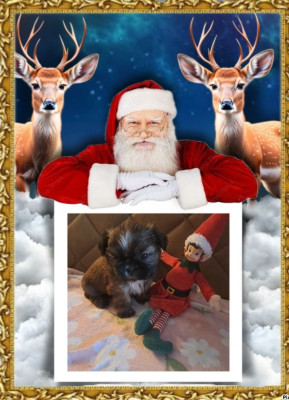 Les chiots de Shih Tzu