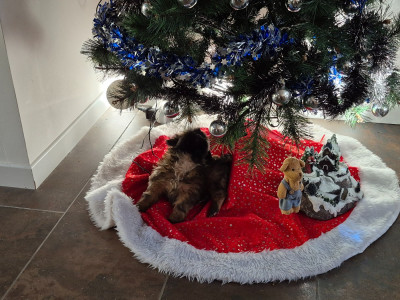 Les chiots de Shih Tzu