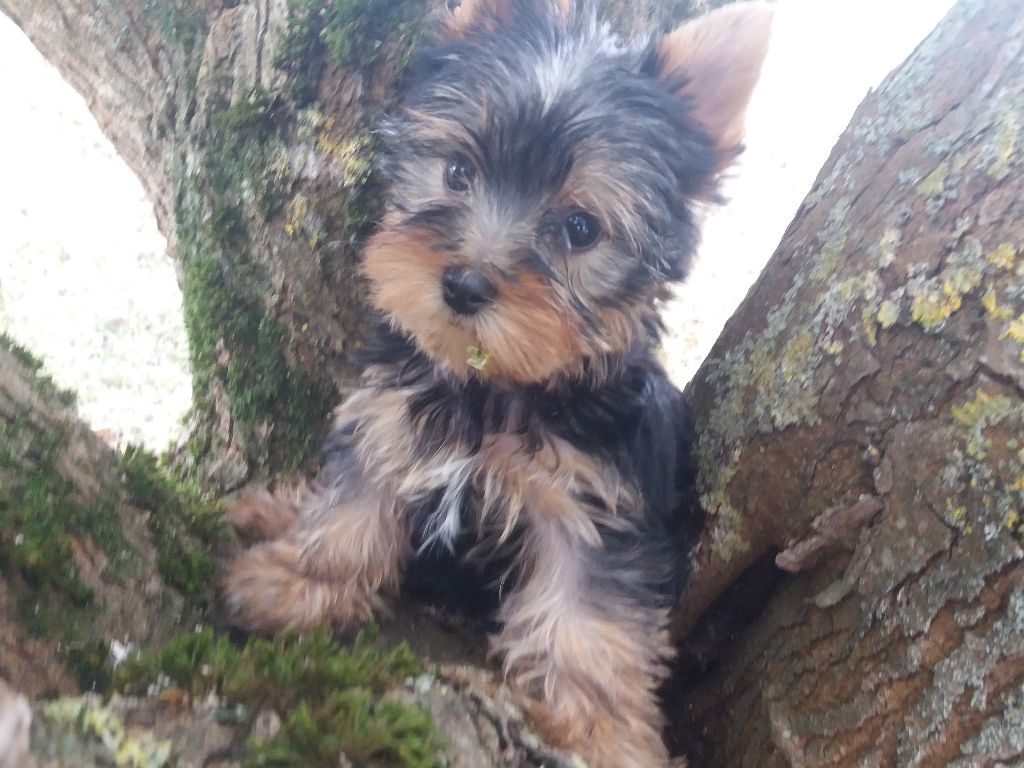 Domaine le Pin Franc - Yorkshire Terrier - Portée née le 07/07/2018