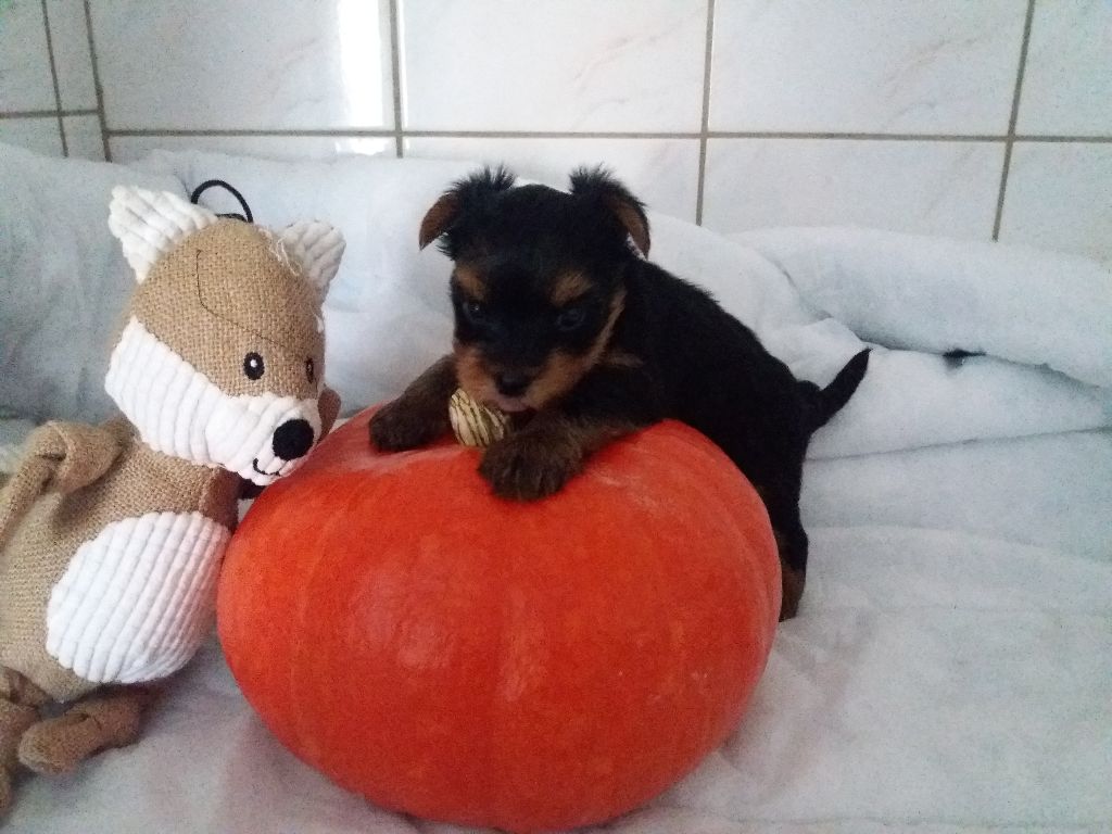 Domaine le Pin Franc - Yorkshire Terrier - Portée née le 07/09/2018