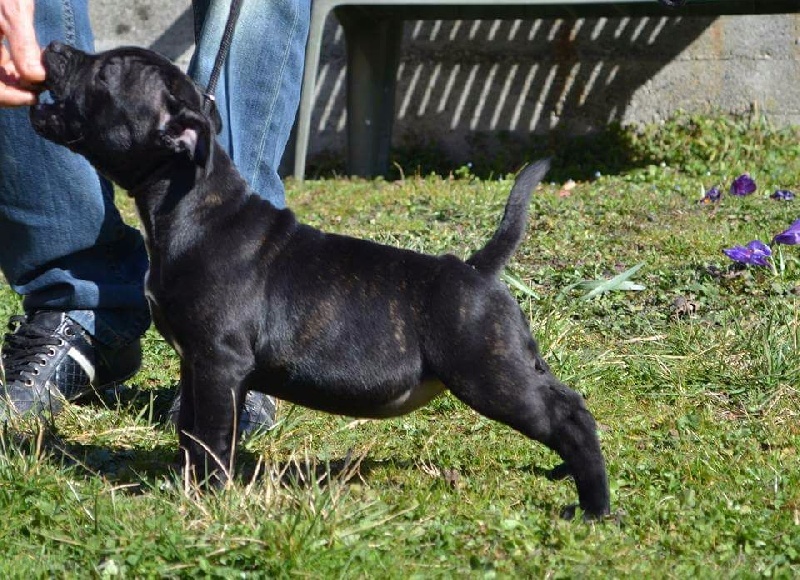 CH. Lyxie of stafford Des Montagnes Du Kurdistan