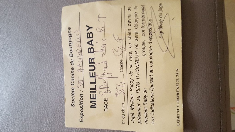 CH. Lyxie of stafford Des Montagnes Du Kurdistan