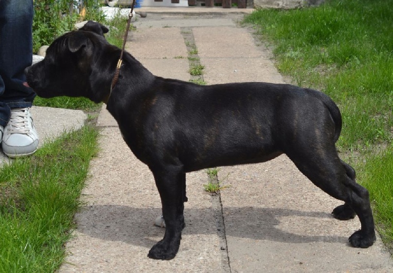 CH. Lyxie of stafford Des Montagnes Du Kurdistan