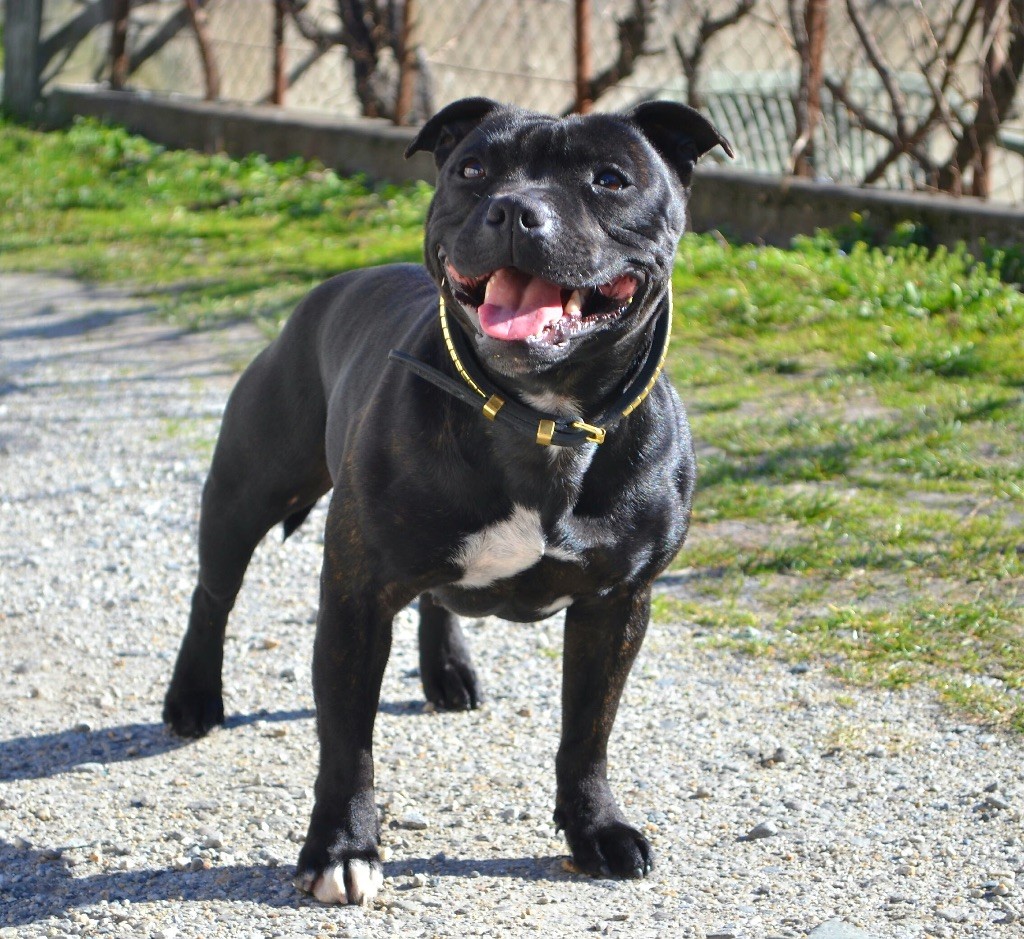 CH. Lyxie of stafford Des Montagnes Du Kurdistan