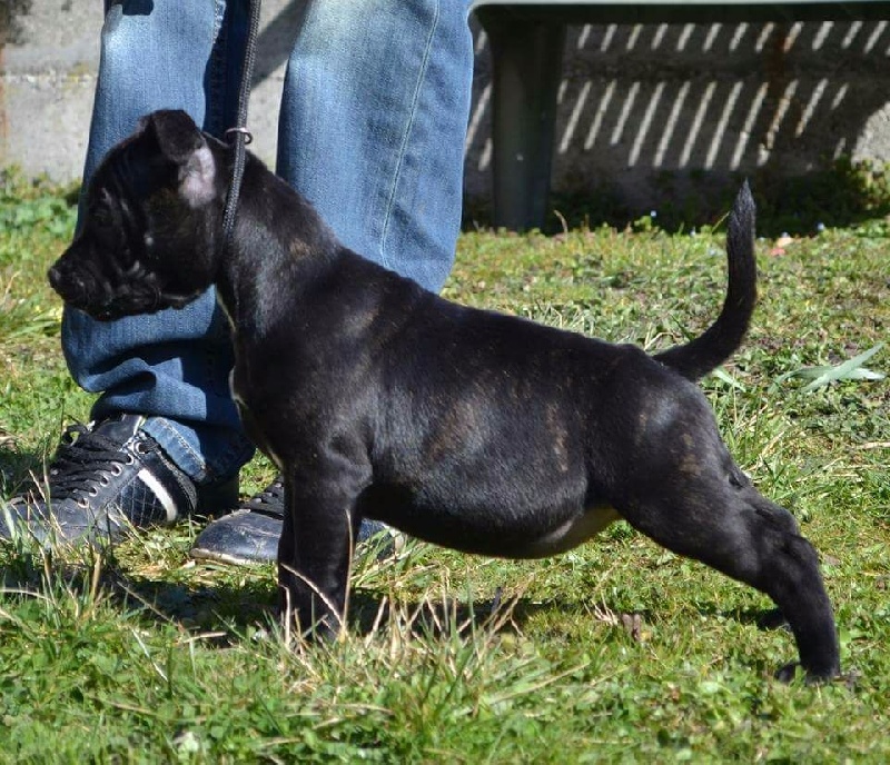 CH. Lyxie of stafford Des Montagnes Du Kurdistan