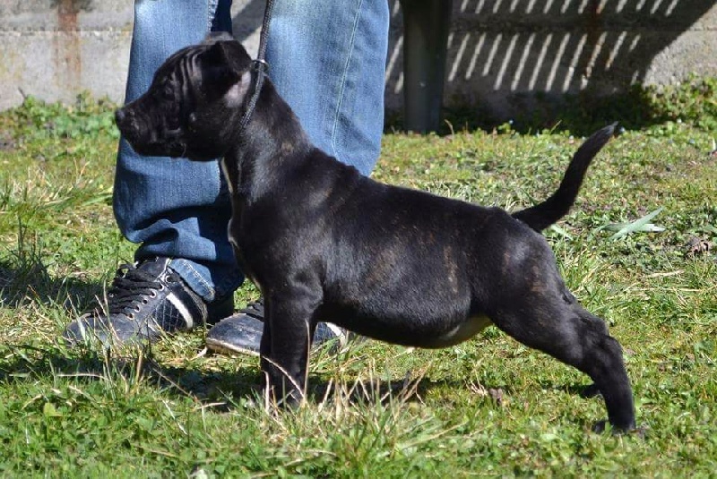 CH. Lyxie of stafford Des Montagnes Du Kurdistan