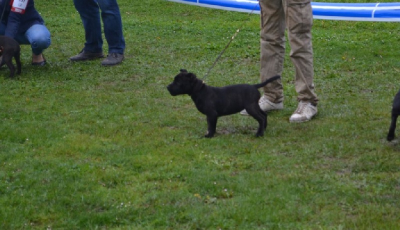 CH. Lyxie of stafford Des Montagnes Du Kurdistan