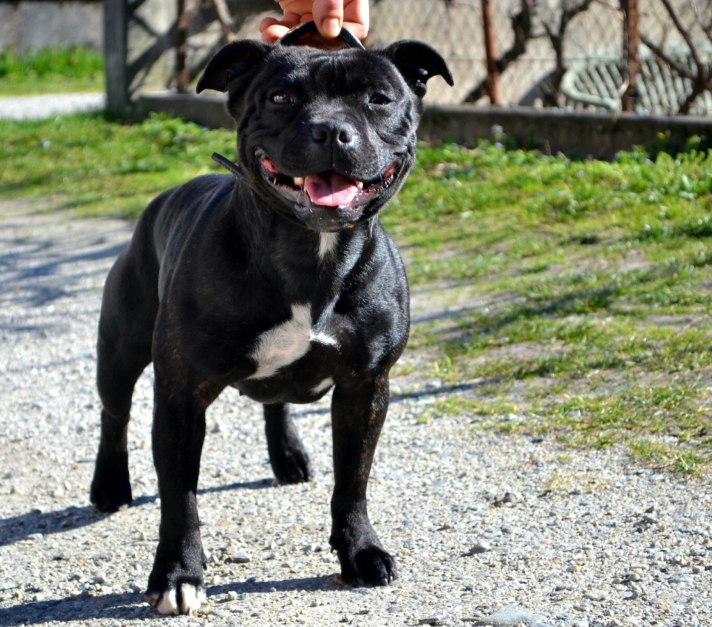 CH. Lyxie of stafford Des Montagnes Du Kurdistan