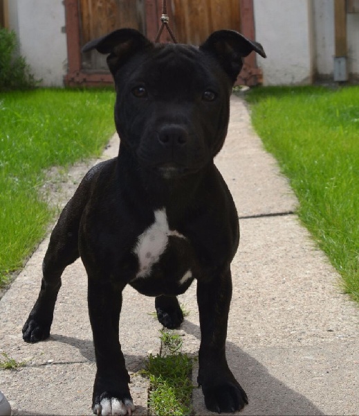 CH. Lyxie of stafford Des Montagnes Du Kurdistan