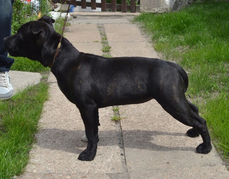 CH. Lyxie of stafford Des Montagnes Du Kurdistan