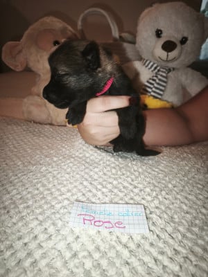 CHIOT 2 - Berger Allemand