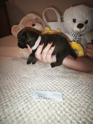 CHIOT 3 - Berger Allemand