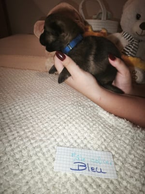 CHIOT 4 - Berger Allemand