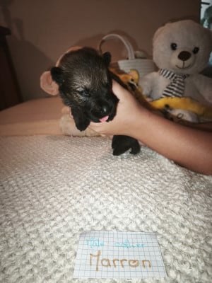 CHIOT 5 - Berger Allemand