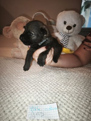 CHIOT 6 - Berger Allemand