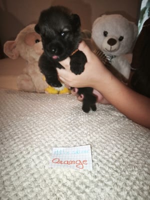 CHIOT 7 - Berger Allemand