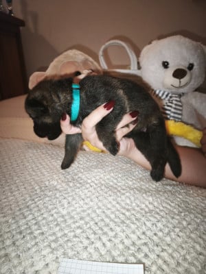 CHIOT 8 - Berger Allemand