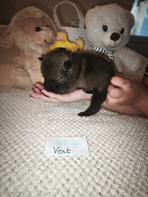Les chiots de Berger Allemand
