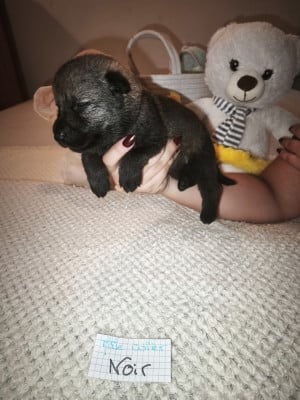 CHIOT 10 - Berger Allemand