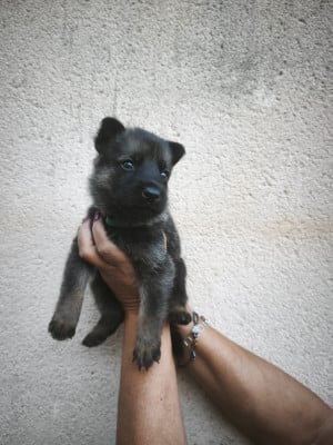 Les chiots de Berger Allemand