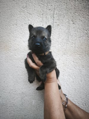 Les chiots de Berger Allemand