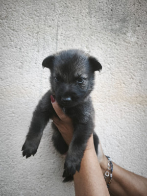 Les chiots de Berger Allemand